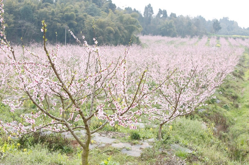 農(nóng)業(yè)CEO平臺(tái)負(fù)責(zé)簡陽市生豬種養(yǎng)循環(huán)現(xiàn)代農(nóng)業(yè)園區(qū)申報(bào)一站式服務(wù)