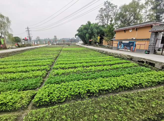 農業CEO平臺深入郫都區鄉村振興示范點進行考察學習